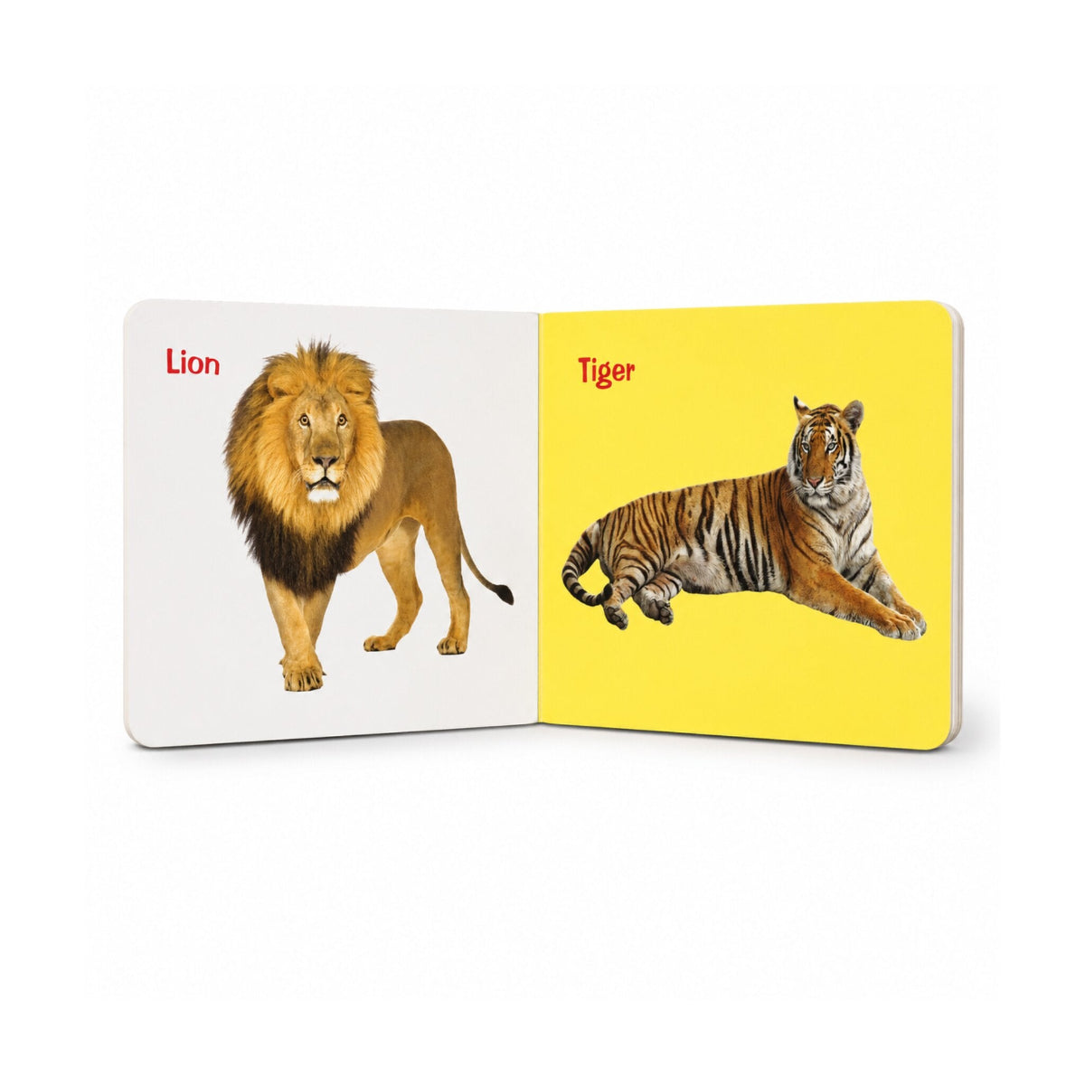 Little Scholarz Wild Animals board book inside pages showing Lion and Tiger