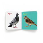 Little Scholarz Birds board book inside pages showing Pigeon and Sparrow