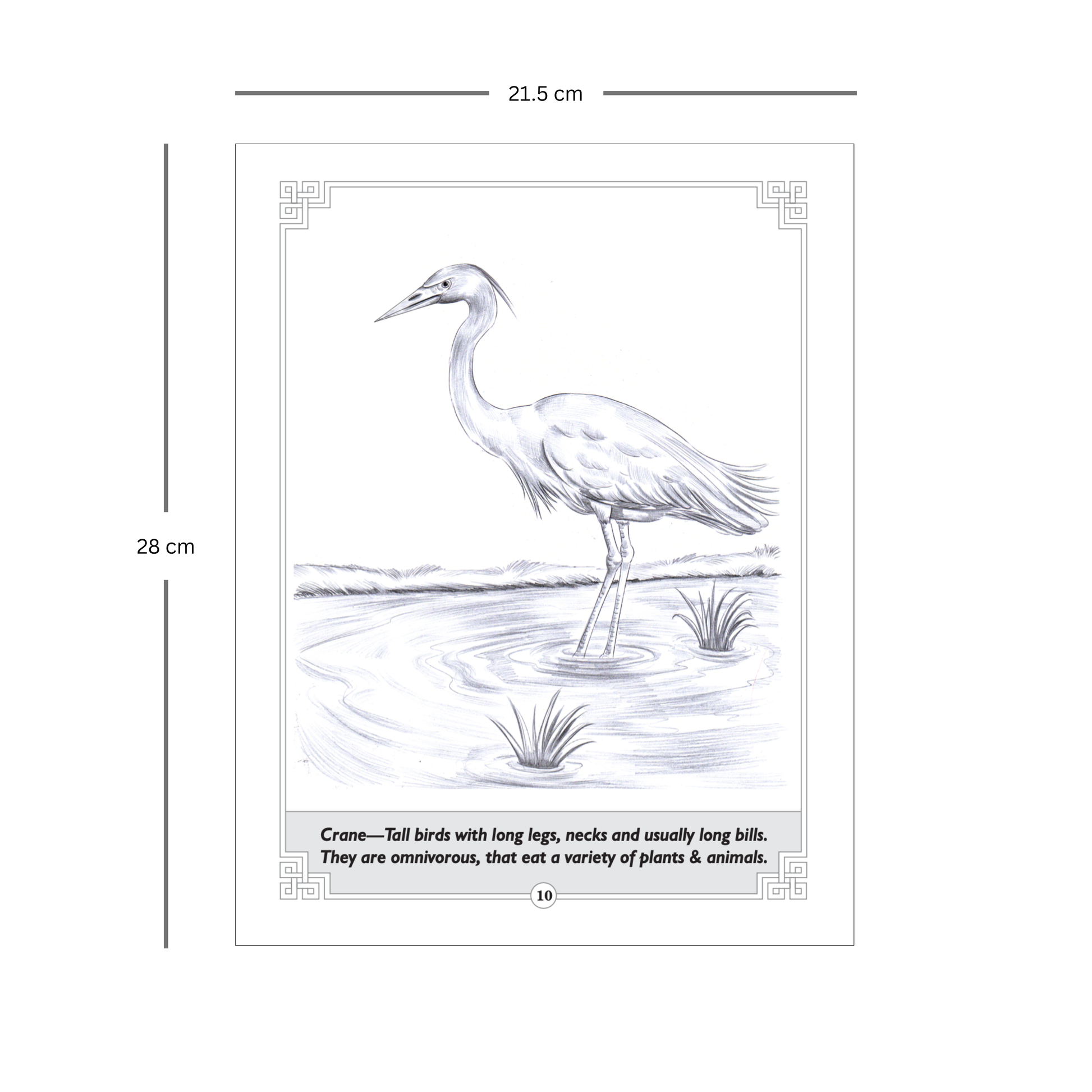 BIRDS- Learn Pencil Shading Portraits