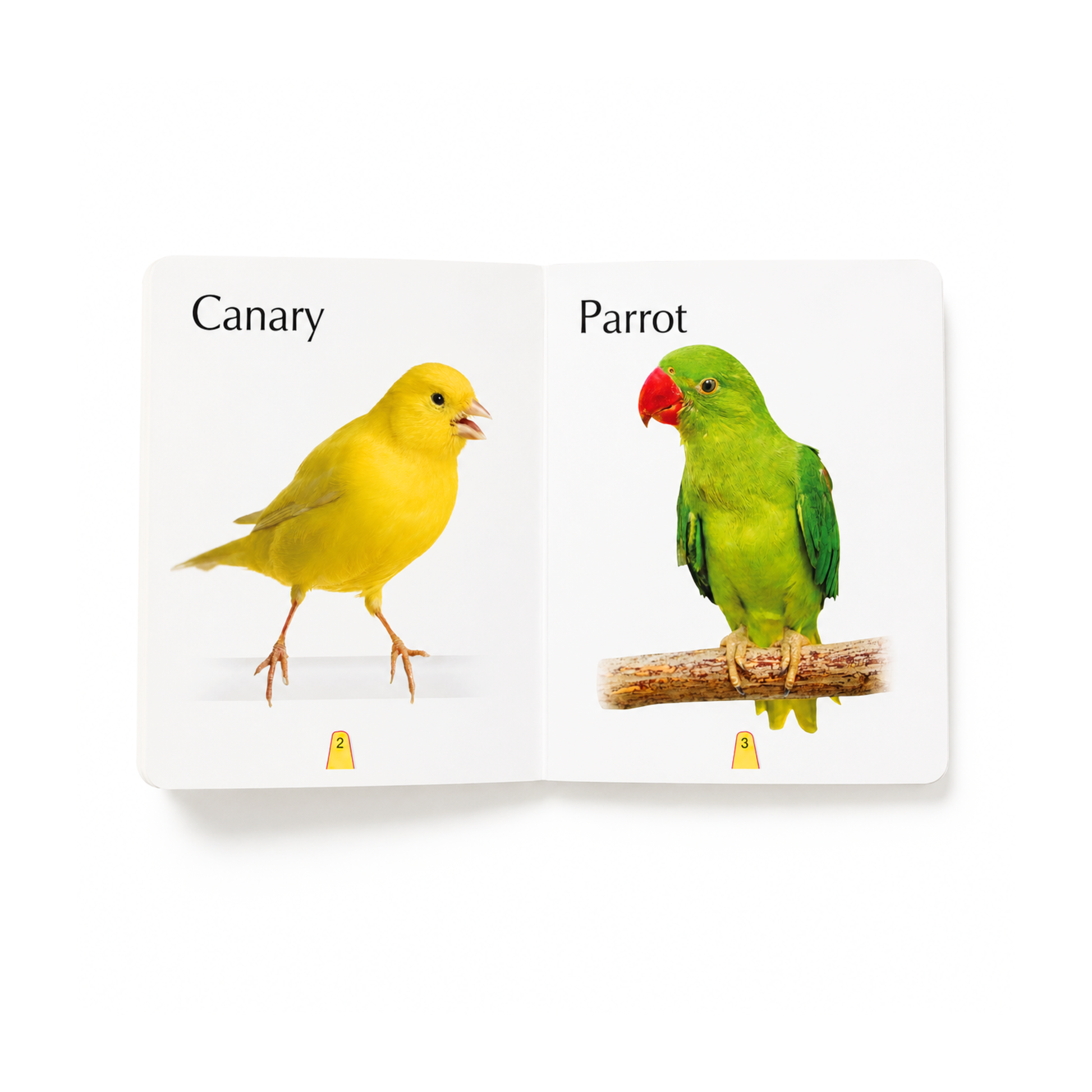 Big Board Book of Birds inside pages showing canary and parrot with real-life images for early learning