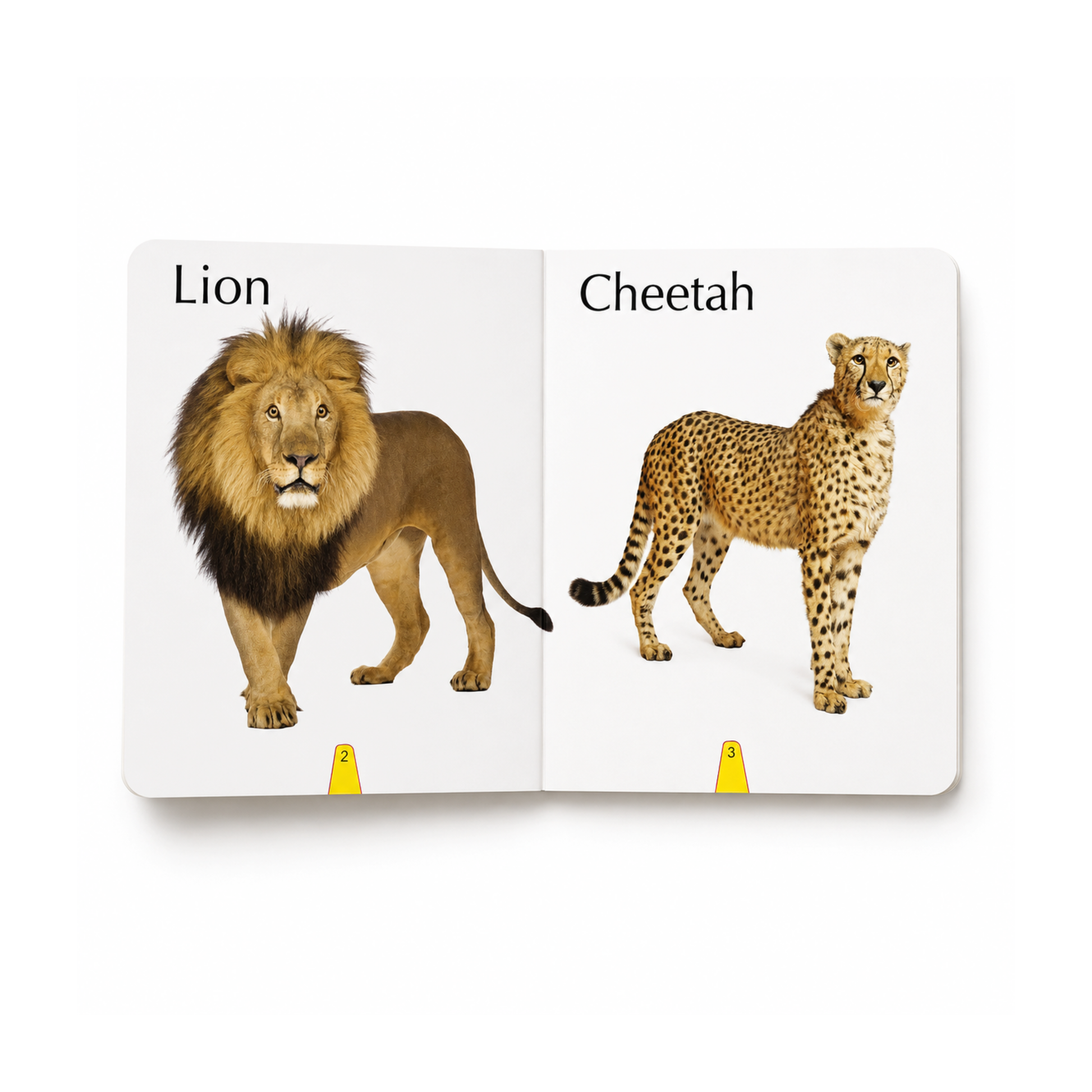Big Board Book of Wild Animals inside pages showing lion and cheetah with real-life images for early learning