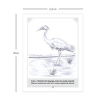 BIRDS- Learn Pencil Shading Portraits