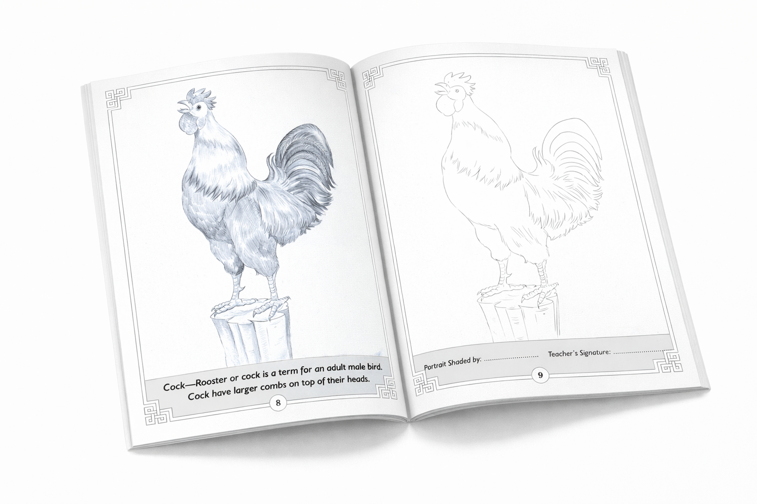 BIRDS- Learn Pencil Shading Portraits