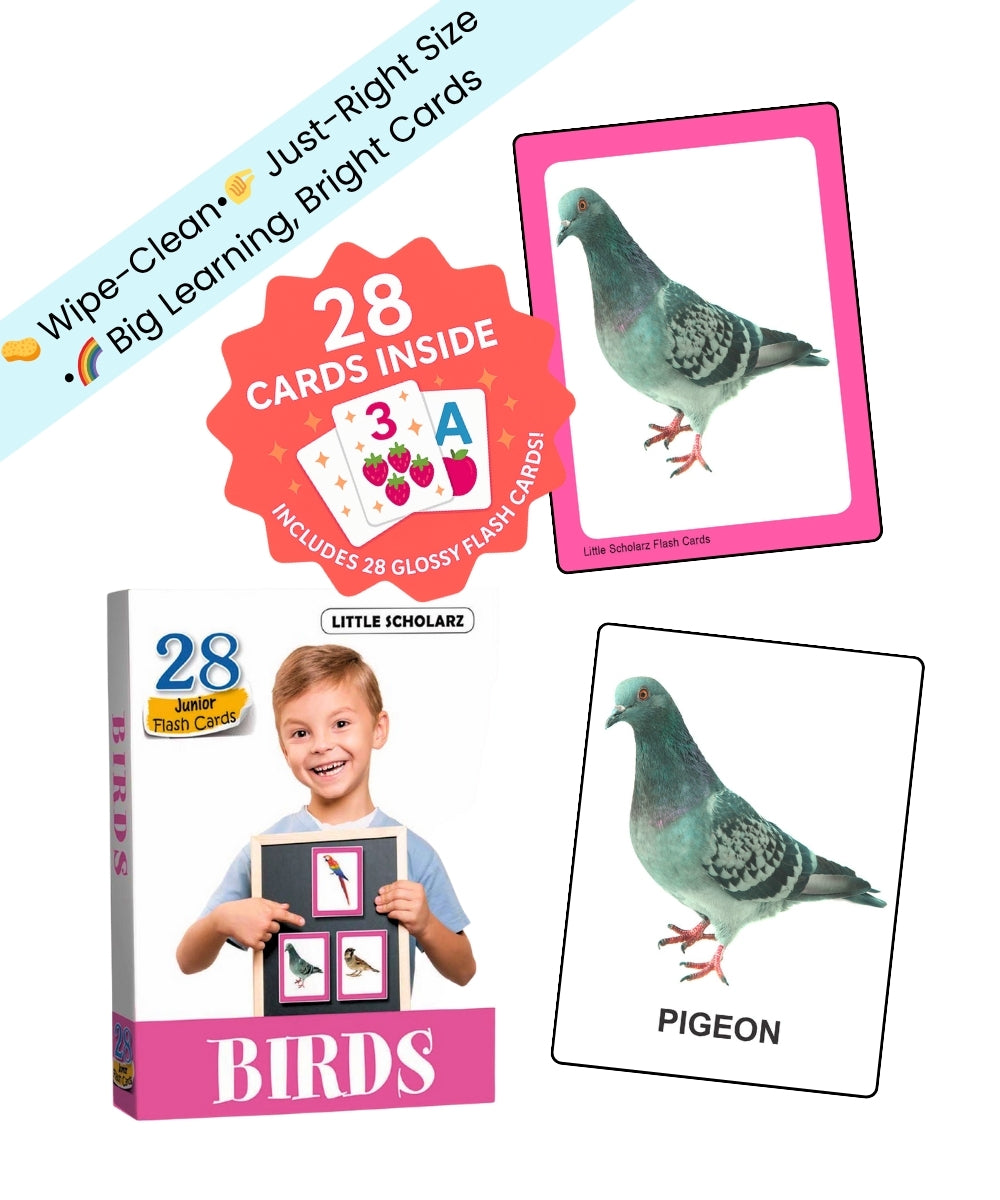 Birds Junior Flash Cards by Little Scholarz — 28 junior bird flash cards showing pigeon card sample with real-life image, hardbound wipe and reuse ages 2–5